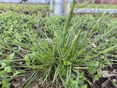 Nassella leucotricha