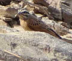 Emberiza goslingi