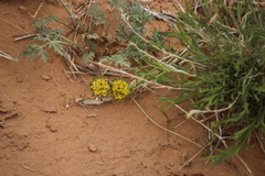 Lomatium foeniculaceum