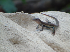 Aspidoscelis angusticeps