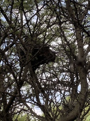 Brachygastra mellifica