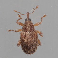 Lignyodes horridulus