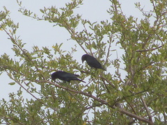 Molothrus bonariensis