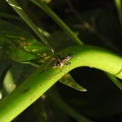 Phylloscyrtus amoenus