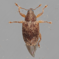Lignyodes horridulus
