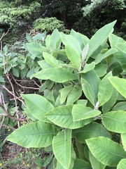 Brachyglottis hectorii