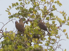 Molothrus bonariensis