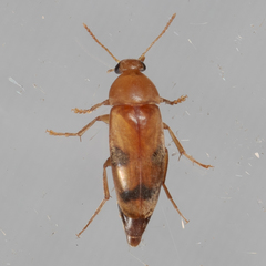 Diclidia