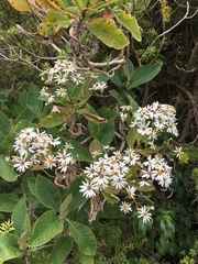 Brachyglottis hectorii