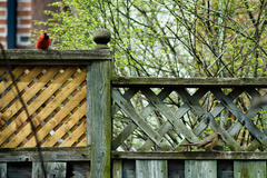 Cardinalis cardinalis