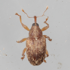 Lignyodes horridulus
