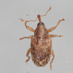 Lignyodes horridulus