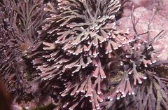 Amphiroa anceps