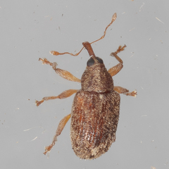 Lignyodes horridulus