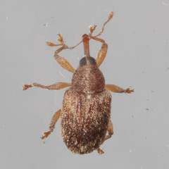 Lignyodes horridulus