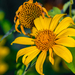 Mexican Sunflower - Photo (c) abelardomendesjr, some rights reserved (CC BY-NC), uploaded by abelardomendesjr