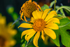 Mexican Sunflower - Photo (c) abelardomendesjr, some rights reserved (CC BY-NC), uploaded by abelardomendesjr