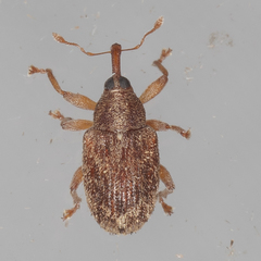 Lignyodes horridulus