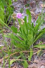 Callisia ornata