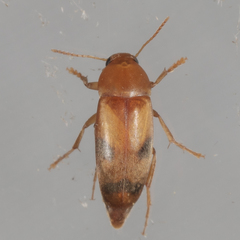 Diclidia