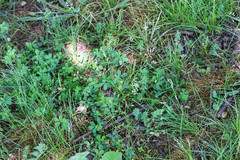 Trifolium dubium