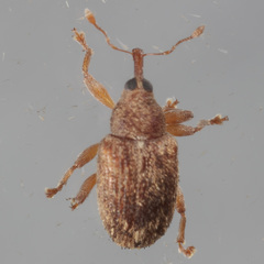 Lignyodes horridulus