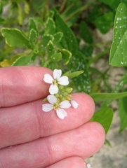 Cakile constricta
