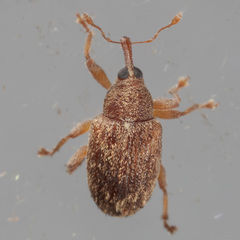 Lignyodes horridulus