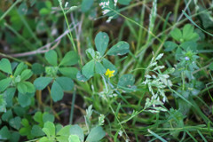 Trifolium dubium