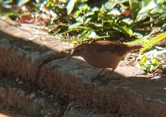 Furnarius rufus