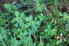 Trifolium dubium