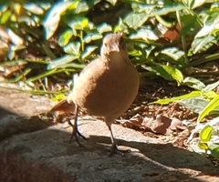 Furnarius rufus
