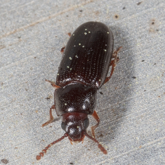 Pharaxonotha kirschii