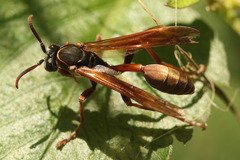 Mischocyttarus drewseni