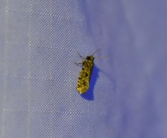 Amydria margoriella