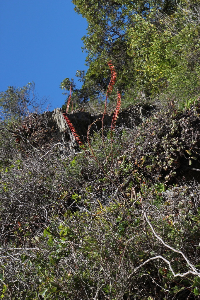 Gasteria polita, Western Cape, ZA