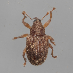 Lignyodes horridulus