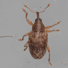 Lignyodes horridulus