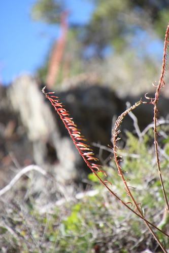 Gasteria polita