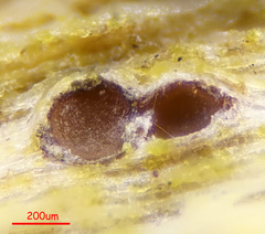 Cryptodiscus pallidus