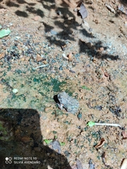 Pleurodema brachyops