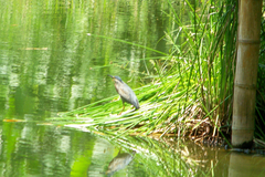 Butorides striata