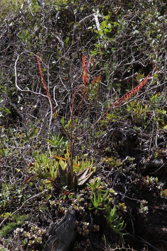 Image of Gasteria polita by (c) Tony Rebelo, some rights reserved (CC BY-SA)