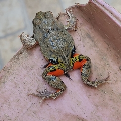 Pleurodema brachyops