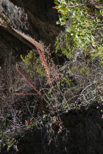 Image of Gasteria polita by (c) Tony Rebelo, some rights reserved (CC BY-SA)