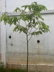 Neobalanocarpus heimii