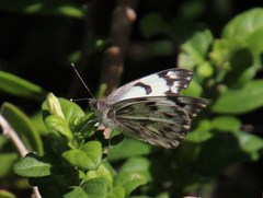 Belenois gidica abyssinica