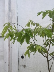 Neobalanocarpus heimii