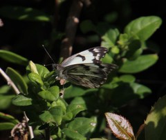 Belenois gidica abyssinica