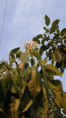 Tabebuia rosea